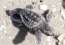 One Loggerhead Turtle’s 30-Year Journey